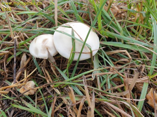 Agrocybe dura - 