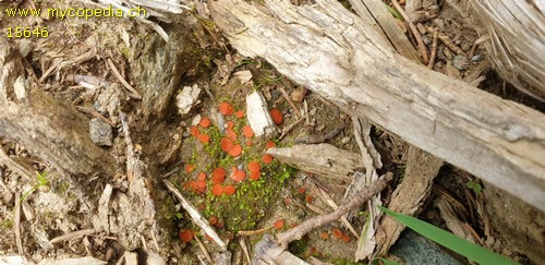 Scutellinia pseudotrechispora - 