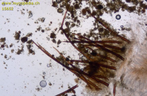 Scutellinia subhirtella - 