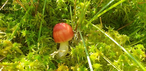 Russula paludosa - 