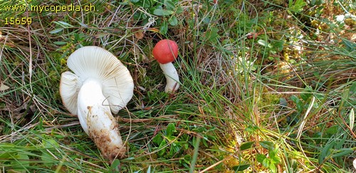 Russula paludosa - 