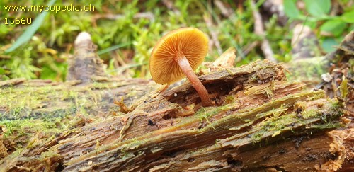 Gymnopilus picreus - 