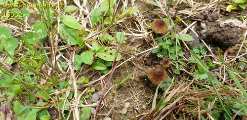 Entoloma tenellum - Cheilozystiden - 