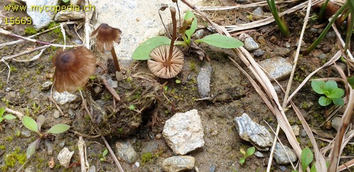 Entoloma tenellum - 