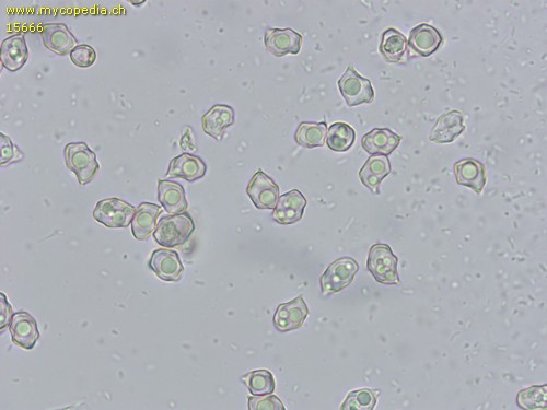 Entoloma tenellum - Sporen - Wasser  - 
