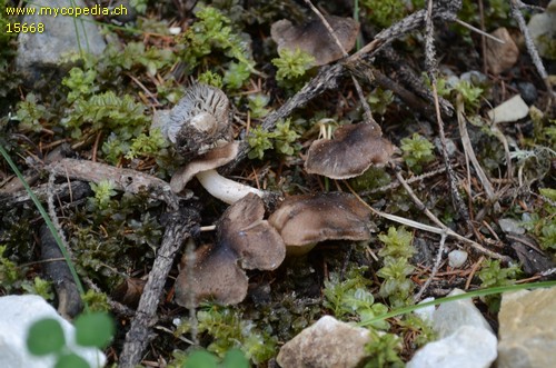 Lyophyllum tenebrosum - 
