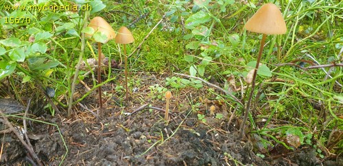 Conocybe singeriana - 