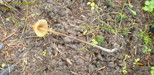 Conocybe singeriana - 