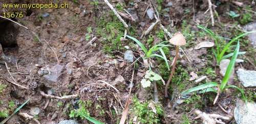 Conocybe juniana - 