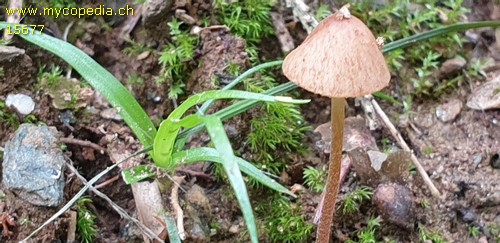 Conocybe juniana - 