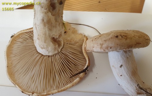 Atractosporocybe inornata - 