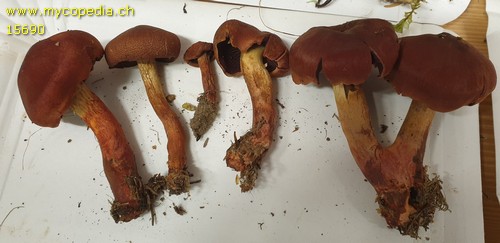 Cortinarius purpureus - 