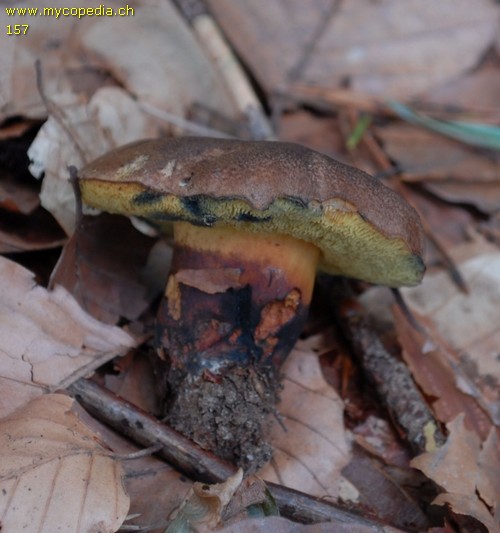 Cyanoboletus pulverulentus - 