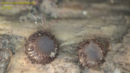 Trichophaea gregaria - 