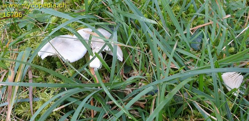 Clitocybe odora var. alba - 