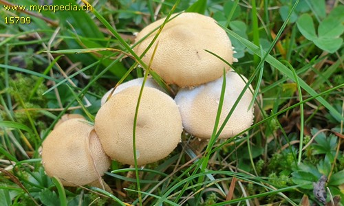 Cystoderma amianthinum - 