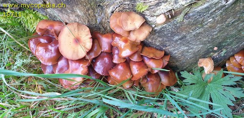 Kuehneromyces mutabilis - 