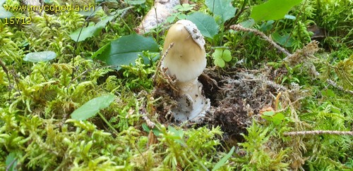 Amanita submembranacea - 