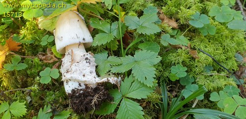 Amanita submembranacea - 