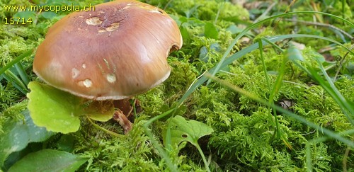 Cortinarius odorifer - 