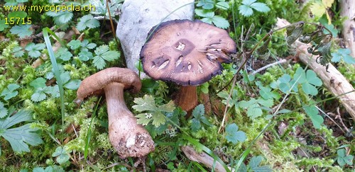 Cortinarius brunneus - 