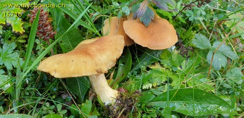 Cortinarius venetus var. montanus - 