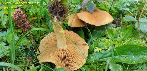 Cortinarius venetus var. montanus - 