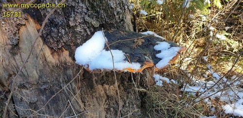 Fomitopsis pinicola - 