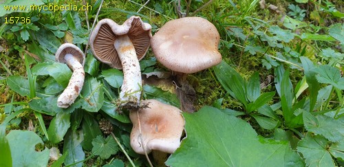 Cortinarius valgus - 