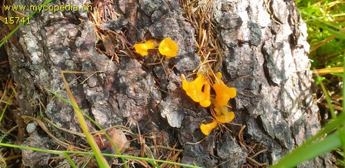 Dacrymyces capitatus - 