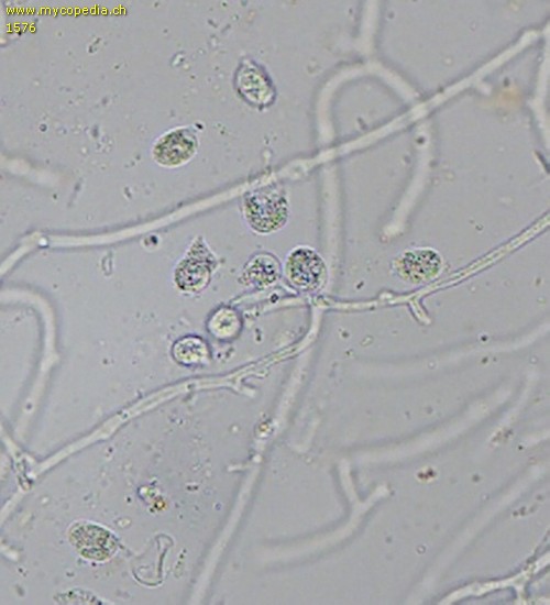 Tremella mesenterica - Konidiosporen - 