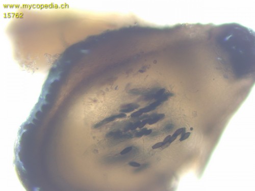 Podospora appendiculata - 