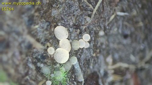 Coprotus lacteus - 