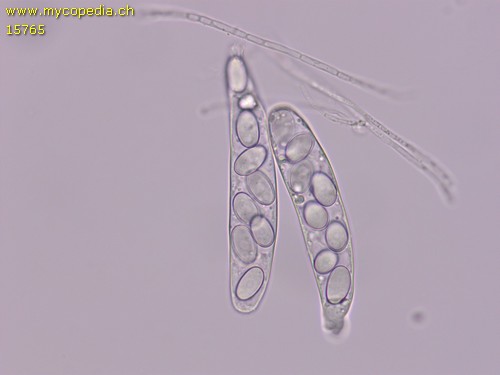 Coprotus lacteus - 