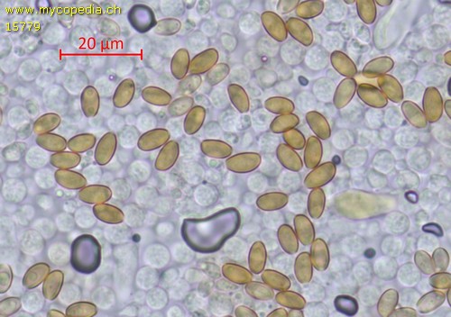 Hypholoma polytrichi - Sporen - Melzers  - 