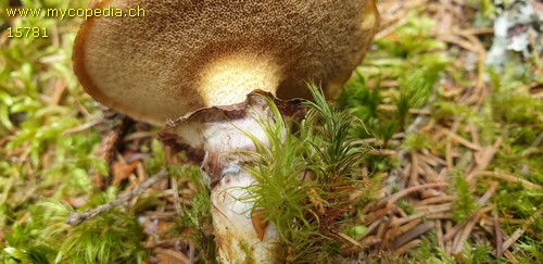 Suillus luteus - 