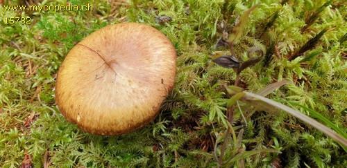 Suillus luteus - 