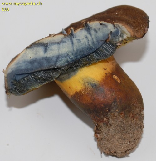 Cyanoboletus pulverulentus - 