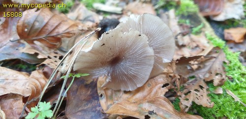 Entoloma jubatum - 