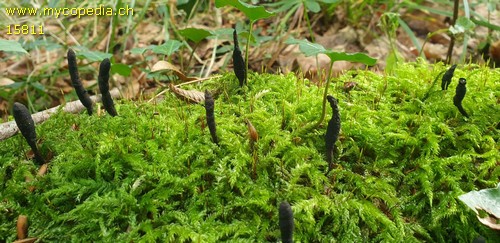 Xylaria longipes - 