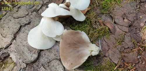 Pleurotus ostreatus - 