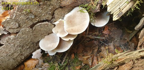 Pleurotus ostreatus - 