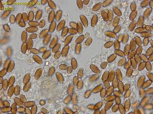 Coprinellus pusillulus - Spore/n - Wasser  - 