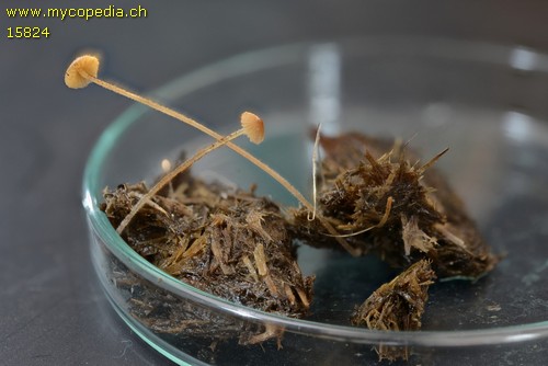 Conocybe siennophylla - 