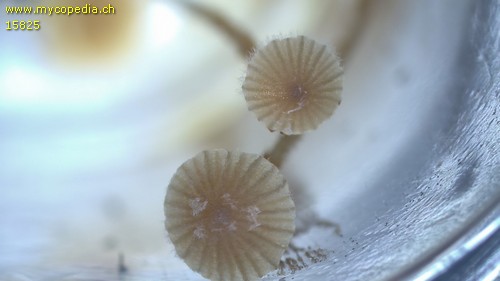 Conocybe siennophylla - 
