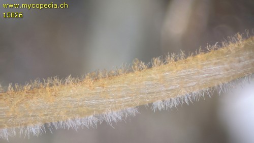 Conocybe siennophylla - Stiel - 