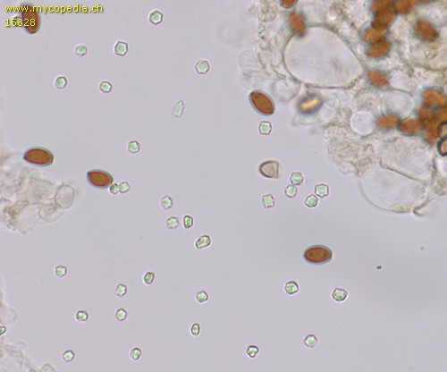Conocybe siennophylla - Ammoniakreaktion - 