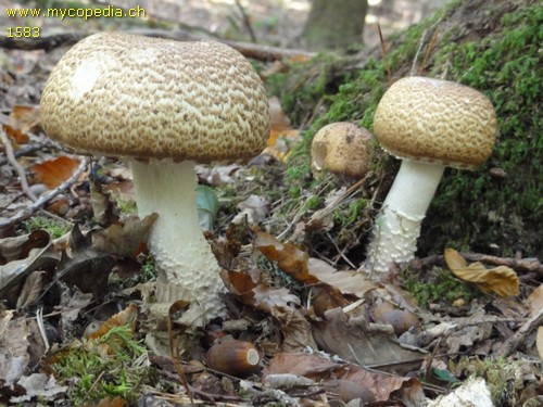 Agaricus augustus - 