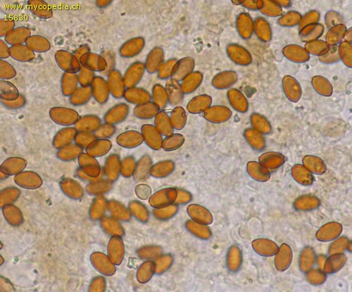 Conocybe siennophylla - Sporen - Ammoniak  - 