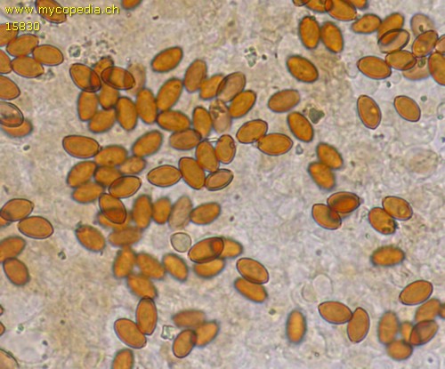 Conocybe siennophylla - Spore/n - Ammoniak  - 